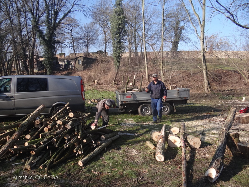 Baumfällarbeiten im Schlosspark